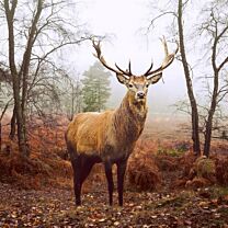 Serviette Hirsch im Wald