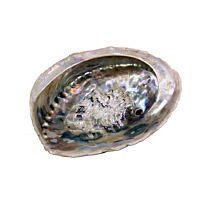 Muschel Abalone