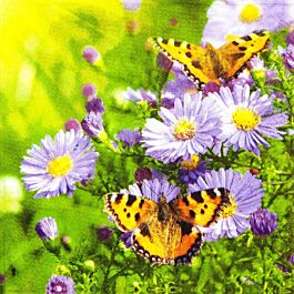 Serviette Schmetterling auf Aster (20 Stück)