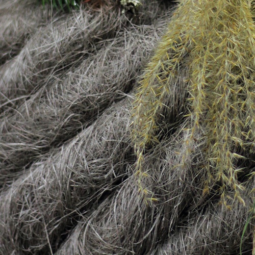 Raphia et sisal
