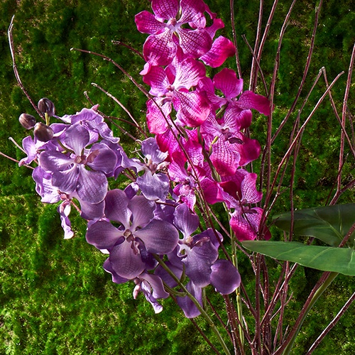 Orchideen