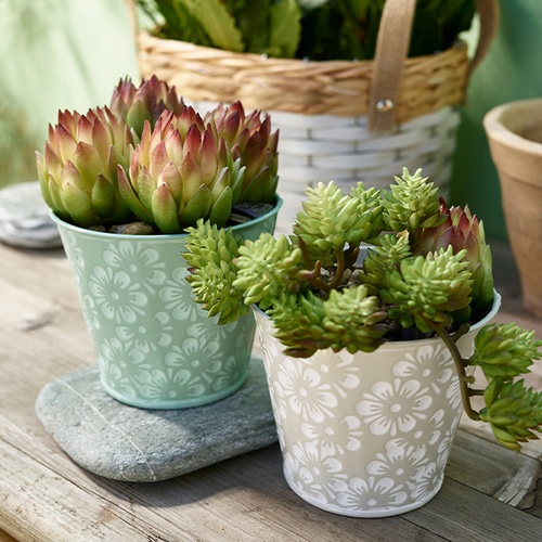 Cactus et succulentes
