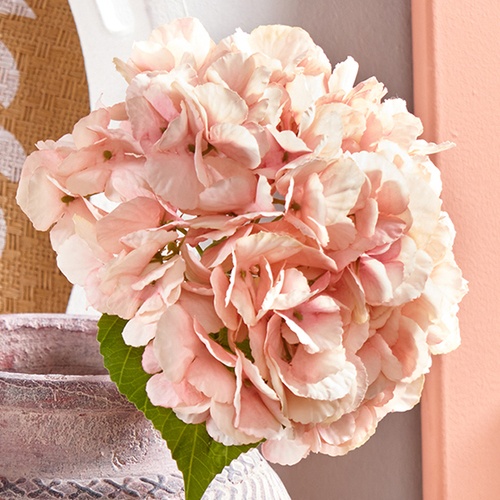 Hortensias