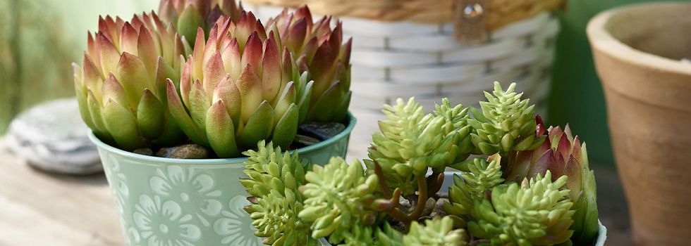 Cactus et succulentes