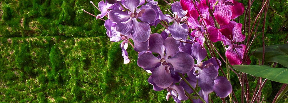 Orchidées