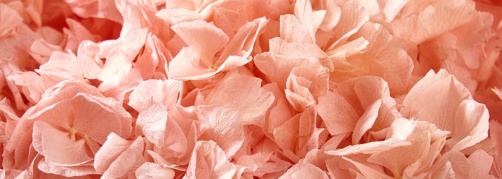 Hortensias