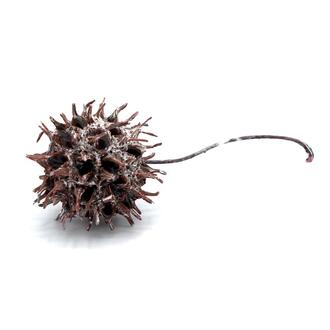 Amberbaum (Liquidambar) Frosted
