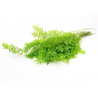 Ruskus