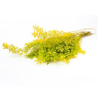 Ruskus