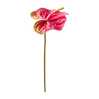 288883_gross_190812498