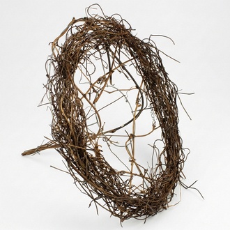 545749_muehlenbeckia