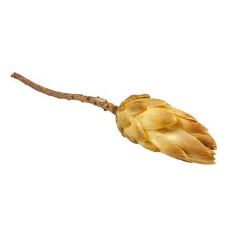 Repens Flower