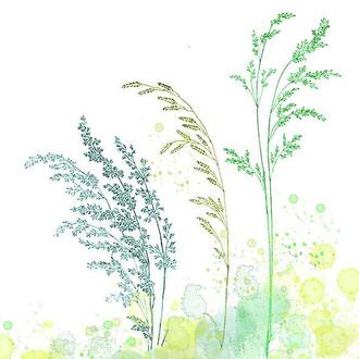 Herbes À Serviettes