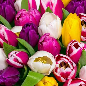 Osterserviette Farbige Tulpen