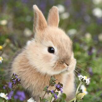 Easter Napkin Bunny