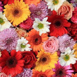 Serviette Gerbera/Roses