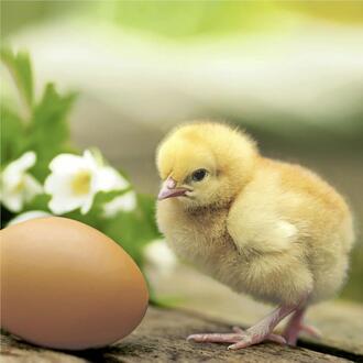 Easter Napkin Chick With Egg