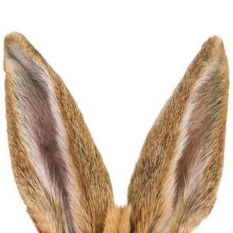 Easter Napkin Huhu Bunny Ears