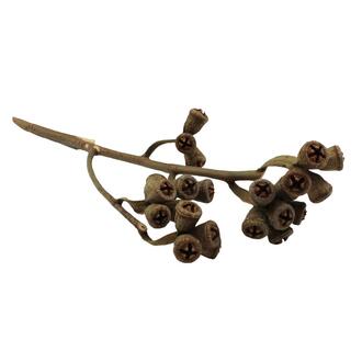 Eucalyptus Branch