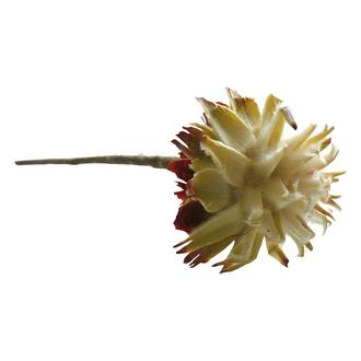 Plumosum Kopf
