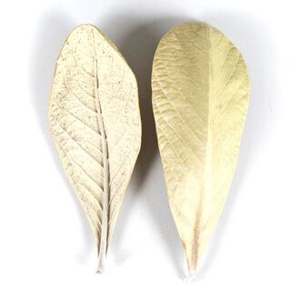 Feuille d'Oldenburgia