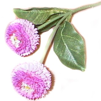 Plastique Bellis Basima