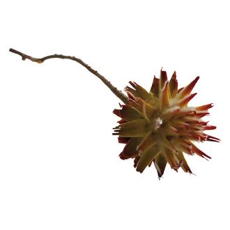 Plumosum I-Kopf