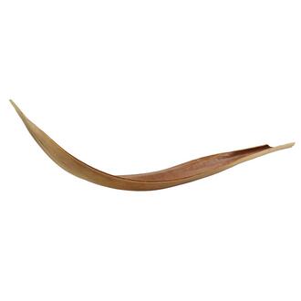 Coquille de Noix de Coco du Brésil