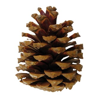 Maritima