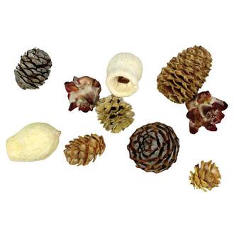 Assortiment de Cônes de Leucodendron
