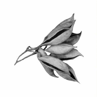 Brachyciton