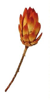 Repens Flower