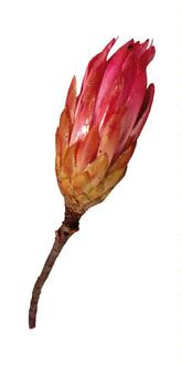 Repens Flower