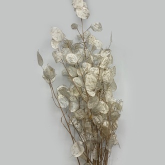 Branche de Lunaria