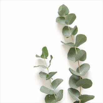 Napkin Eucalyptus Branch