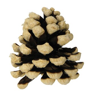 Pinea