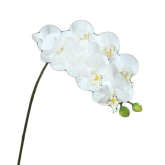 Kunststoff Phalaenopsis Naturel