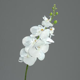 Kunststoff Phalaenopsis Venezia