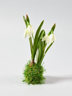 Balles d'Herbe Perce-Neige en Plastique