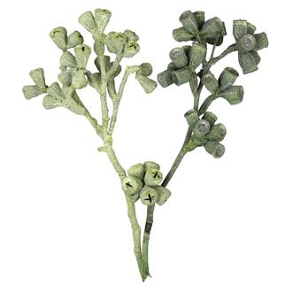 Branche d'Eucalyptus Givrée