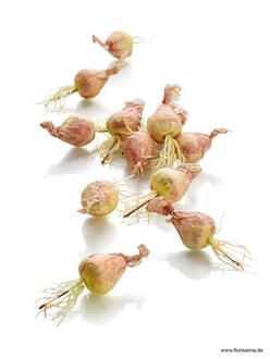 Oignon en Plastique Riva