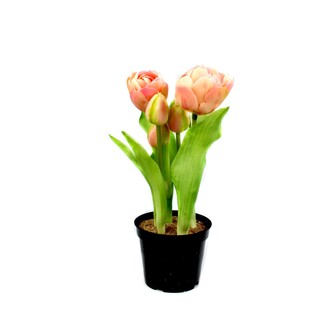 Tulipe en Plastique Simon/Bourgeon/Fleur