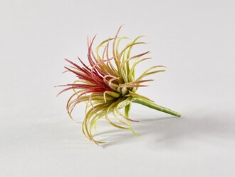 Plastic Tillandsiapick Flora