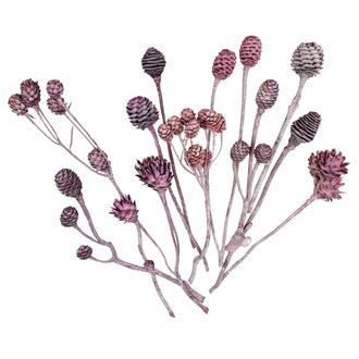 Leucodendron-Sortiment Frosted