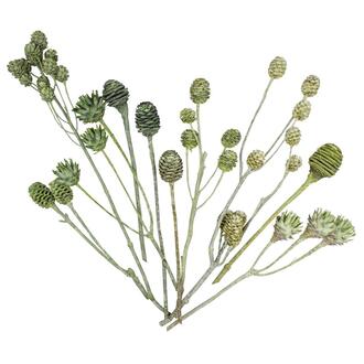 Leucodendron-Sortiment Frosted