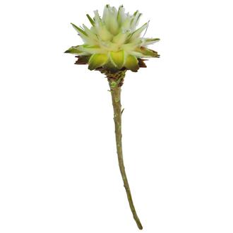 Plumosum I-Head