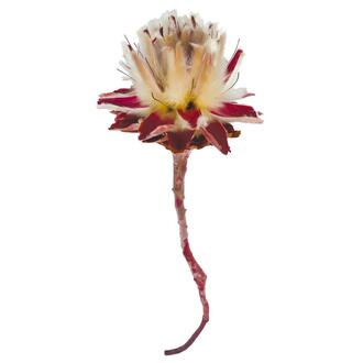 Plumosum I-Head