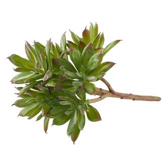 Plastic Succulent Flora/Pick