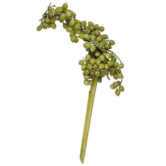 Canella Extra/Frosted