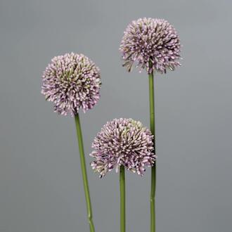 Allium Judi en Plastique